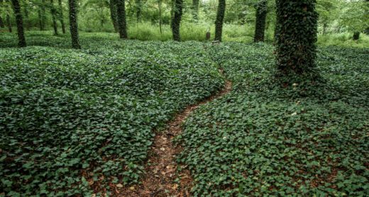 Green groundcover in a forest with a path running through leading to small headstones.