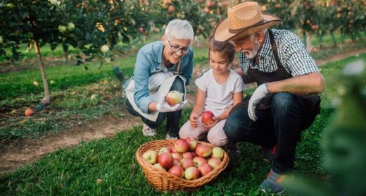 A senior couple picks apples with their granddaughter.