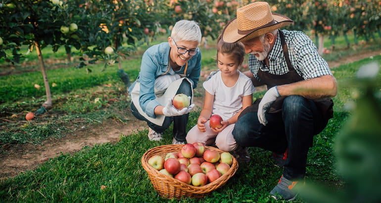 A senior couple picks apples with their granddaughter.