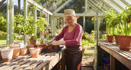 Retired woman with sunhat gardens in a greenhouse.